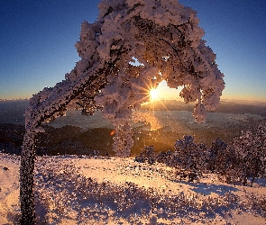 Wzgórze, Promienie słońca, Zachód słońca, Drzewa, Zima