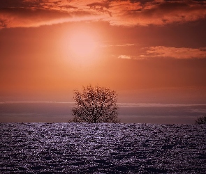 Zima, Drzewo, Zachód słońca