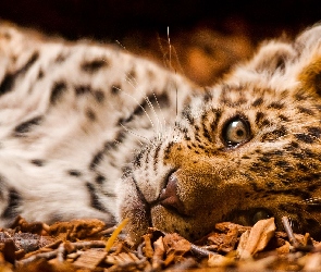Leżący, Dziki kot jaguar