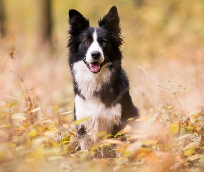 Border collie, Trawa