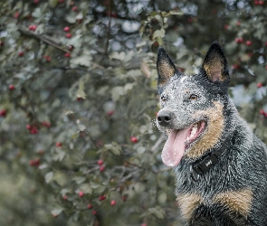 Australijski pies pasterski, Australian Cattle Dog