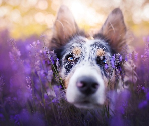 Border collie, Lawenda, Pysk