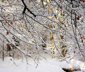 Zima, Gałęzie, Drzewa, Śnieg