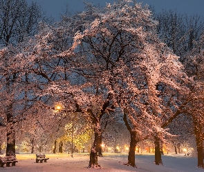 Zima, Drzewa, Latarnie, Zmrok, Park