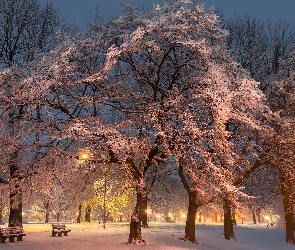 Park, Drzewa, Zmrok, Latarnie, Zima