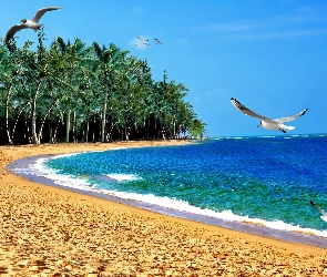 Palmy, Morze, Mewy, Plaża