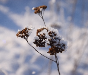Śnieg, Roślina, Zima