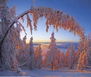Zima, Gałąź, Drzewa, Śnieg
