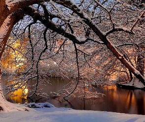 Zima, Gałęzie, Drzewo, Rzeka