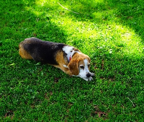 Leżący, Trawa, Beagle