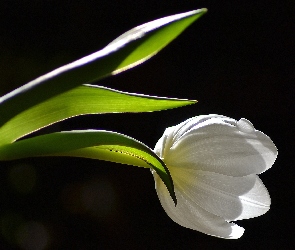 Biały, Światło, Tulipan