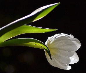 Tulipan, Światło, Biały