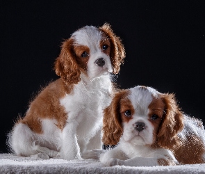 Dwa, Cavalier King Charles spaniele, Szczeniaki