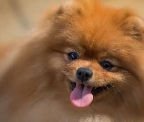 Szpic miniaturowy, Pomeranian