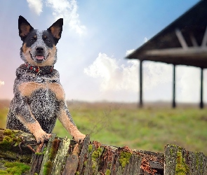 Australijski pies pasterski, Australian Cattle Dog