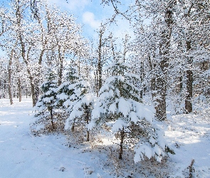 Drzewa, Oprószone, Zima, Las