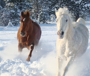 Zima, Konie