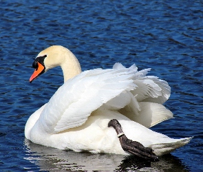 Łabędź, Woda, Biały