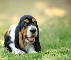 Szczeniak, Basset hound, Łąka, Trawa