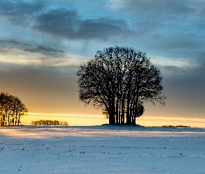 Drzewa, Zachód słońca, Zima, Śnieg