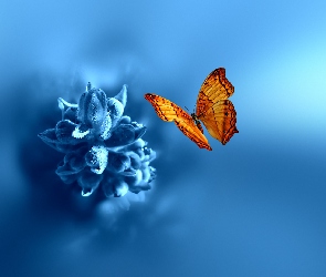 Kwiat, Motyl, Niebieski
