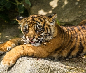 Tygrys, Skała, Młody