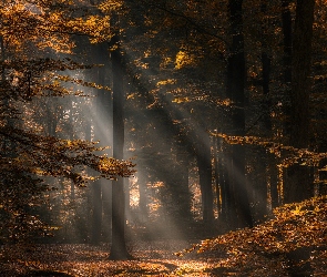 Las, Jesień, Promienie słońca, Drzewa