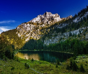 Szwajcaria, Jezioro, Góra Oltschiburg, Drzewa