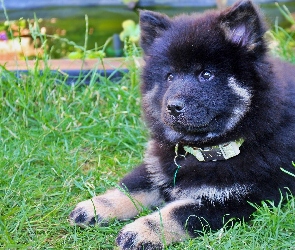 Szpic eurasier, Trawa, Szczeniak