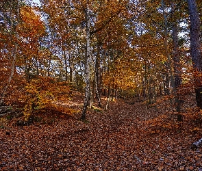 Jesień, Kłody, Drzewa, Las