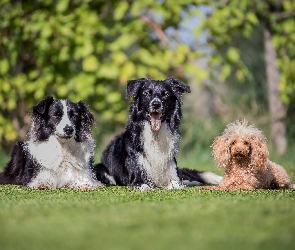 Pudel miniaturowy, Border collie, Trawnik, Psy