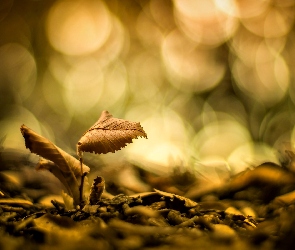 Światło, Bokeh, Liście