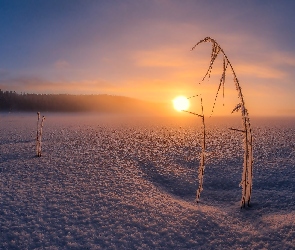 Rośliny, Zachód słońca, Zima
