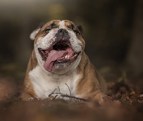 Buldog angielski, Jęzor, Pysk