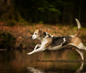 Biegnący, Woda, Beagle