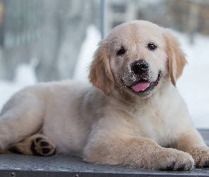 Słodki, Okno, Golden retriever, Szczeniak