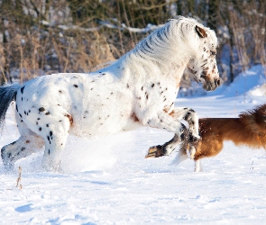 Śnieg, Border collie, Biegnący, Koń Appaloosa