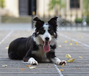 Pysk, Jęzor, Border collie