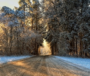 Zima, Drzewa, Droga, Las, Przebijające światło
