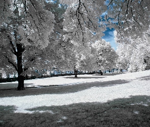 Zima, Drzewa, Oszronione, Park