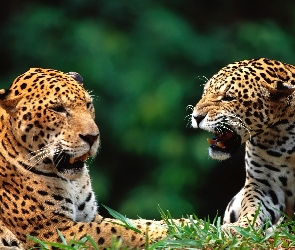Jaguary, Kły, Dwa