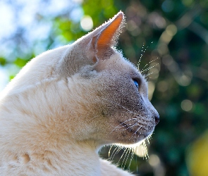 Kot, Profil, Biały