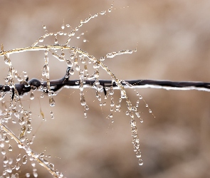 Trawa, Makro, Drut, Lód, Źdźbło