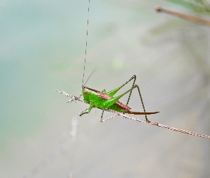 Pasikonik, Źdźbło