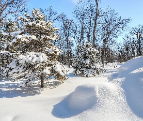 Zima, Drzewa, Park, Śnieg