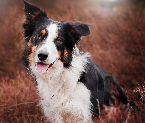 Border collie, Rozmycie, Trawa