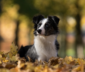 Liście, Owczarek australijski-australian shepherd