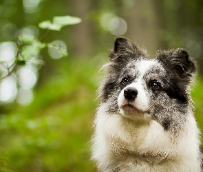 Border collie, Spojrzenie