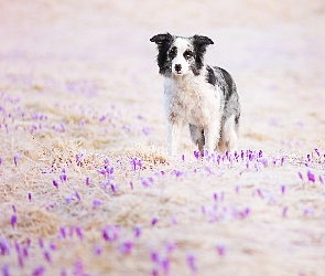 Border collie, Kwiaty