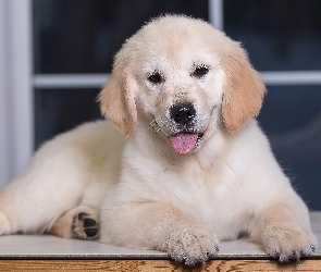 Okno, Język, Szczeniak, Golden retriever